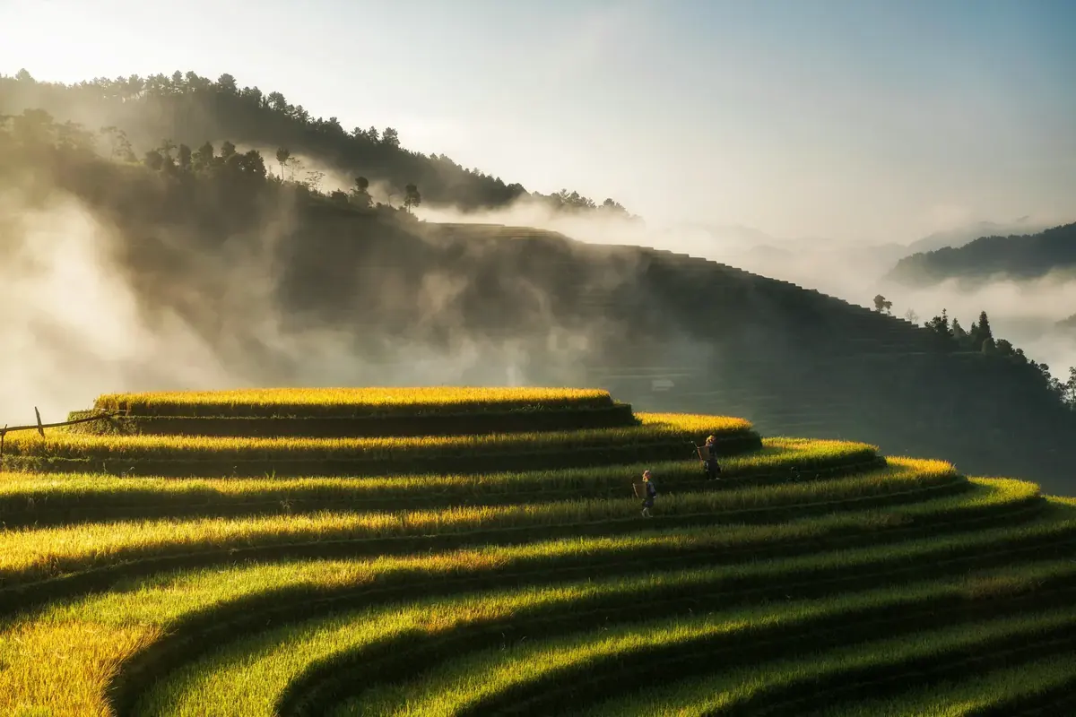 Terraced rice fields at sunrise in northern Vietnam